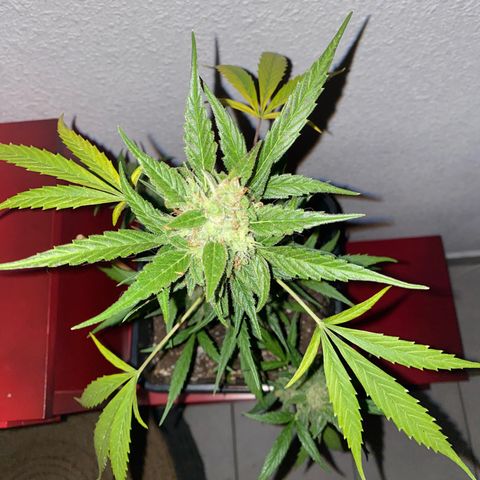 Banana Blaze  growlog timeline photo