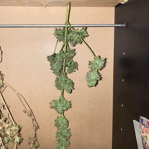 Banana Blaze  growlog timeline photo