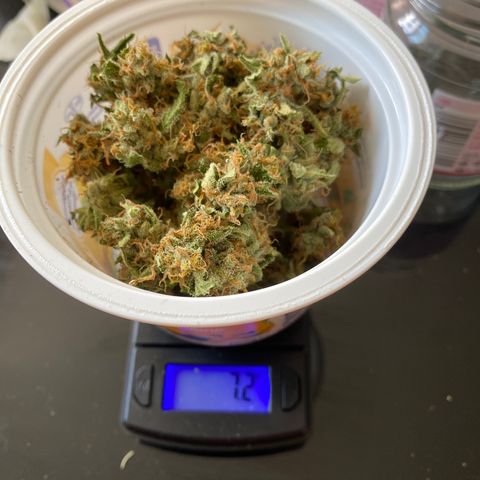 Banana Blaze  growlog timeline photo