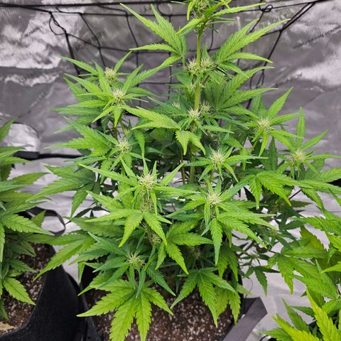Wedding Cheesecake Auto growlog timeline photo