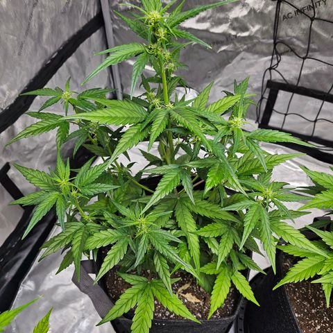 Wedding Cheesecake Auto growlog timeline photo