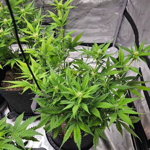 Gorilla Cookies Auto growlog timeline photo