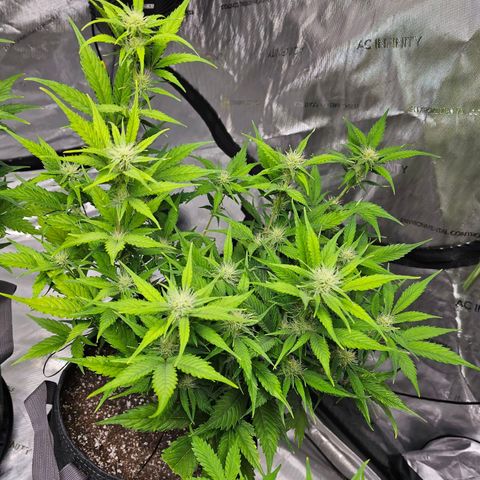Gorilla Cookies Auto growlog timeline photo