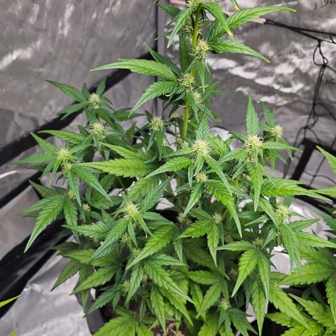 Wedding Cheesecake Auto growlog timeline photo