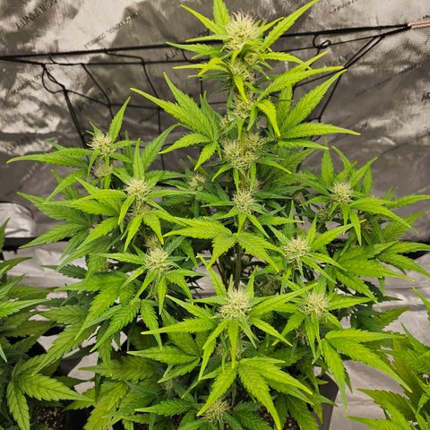 Wedding Cheesecake Auto growlog timeline photo