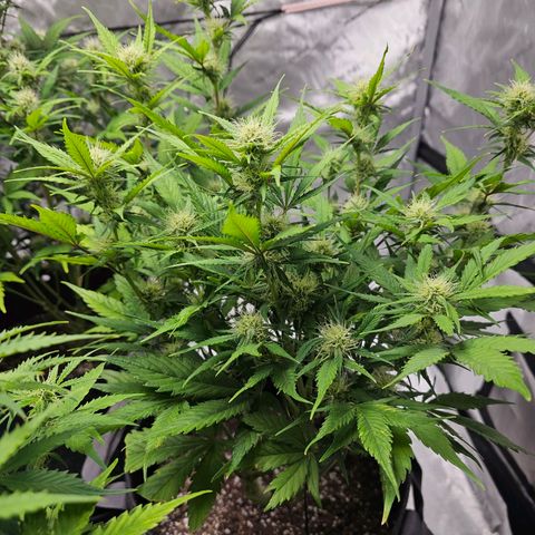 Gorilla Cookies Auto growlog timeline photo