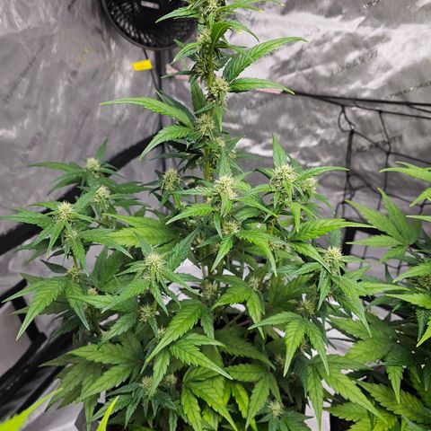 Wedding Cheesecake Auto growlog timeline photo
