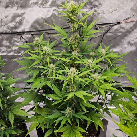 Wedding Cheesecake Auto growlog timeline photo
