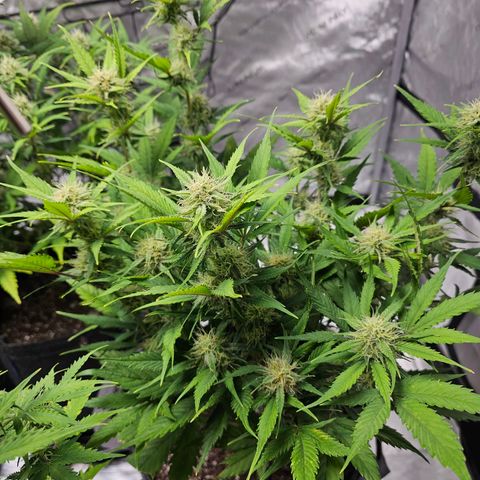 Gorilla Cookies Auto growlog timeline photo