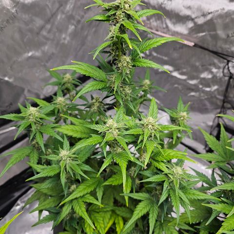 Wedding Cheesecake Auto growlog timeline photo
