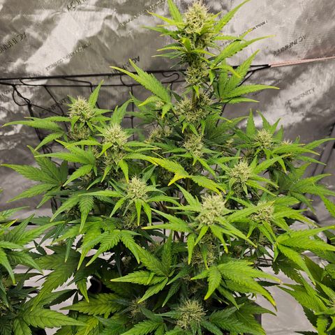 Wedding Cheesecake Auto growlog timeline photo