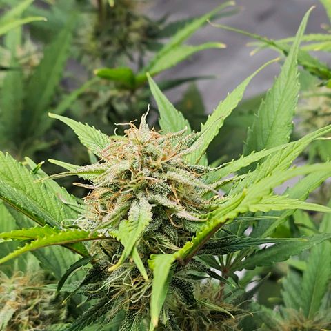 Gorilla Cookies Auto growlog timeline photo