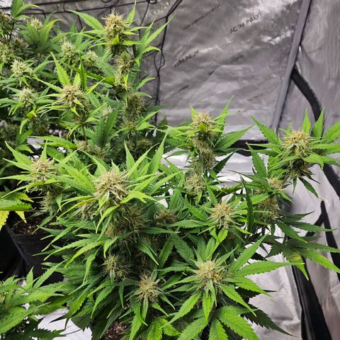 Gorilla Cookies Auto growlog timeline photo