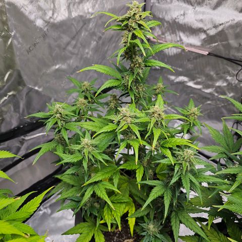 Wedding Cheesecake Auto growlog timeline photo
