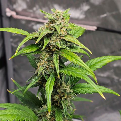 Wedding Cheesecake Auto growlog timeline photo