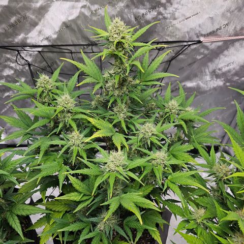 Wedding Cheesecake Auto growlog timeline photo