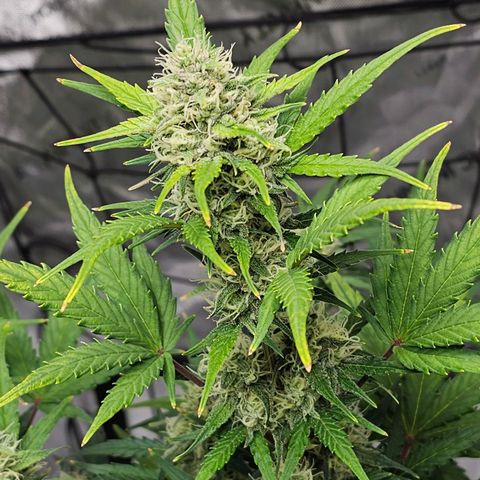 Wedding Cheesecake Auto growlog timeline photo