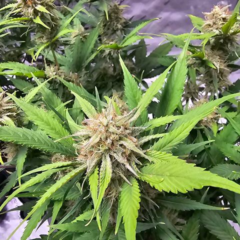 Gorilla Cookies Auto growlog timeline photo
