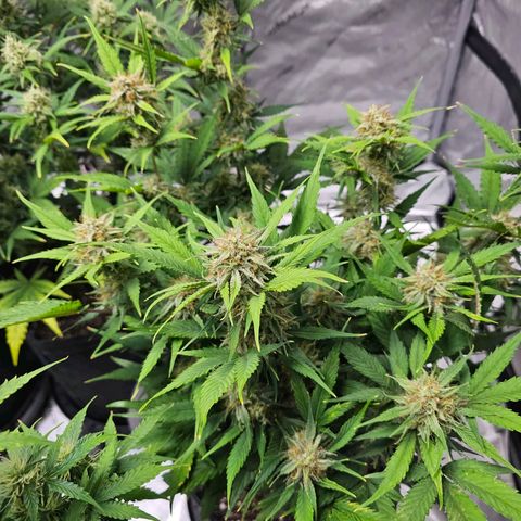 Gorilla Cookies Auto growlog timeline photo