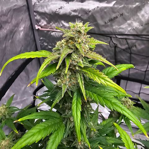 Wedding Cheesecake Auto growlog timeline photo