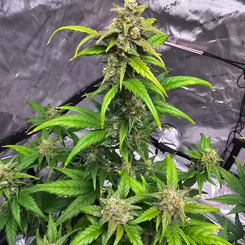 Wedding Cheesecake Auto growlog timeline photo