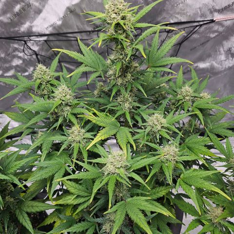 Wedding Cheesecake Auto growlog timeline photo