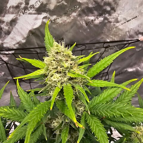 Wedding Cheesecake Auto growlog timeline photo