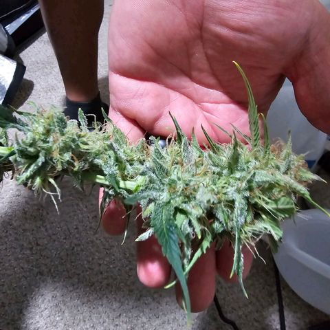 Wedding Cheesecake Auto growlog timeline photo
