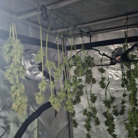 Wedding Cheesecake Auto growlog timeline photo