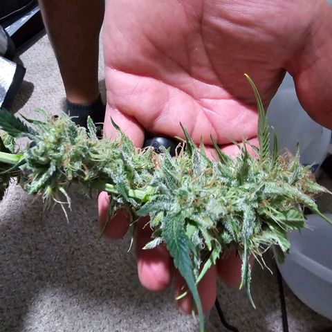 Wedding Cheesecake Auto growlog timeline photo