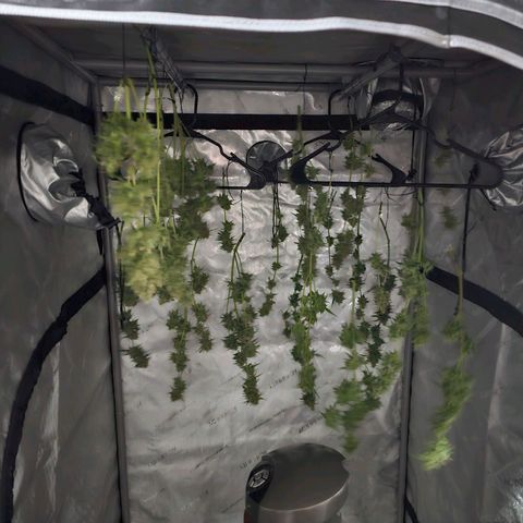 Wedding Cheesecake Auto growlog timeline photo