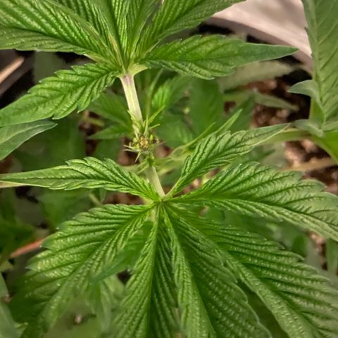 Mint Orbit #2 growlog photo: FIMMING results