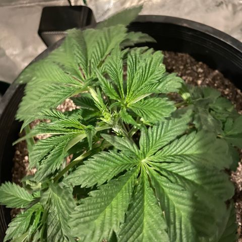 Mint Orbit #2 growlog photo: FIMMING results
