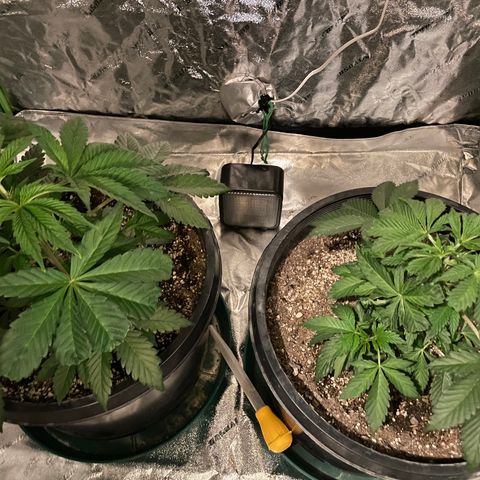 Mint Orbit #2 growlog timeline photo