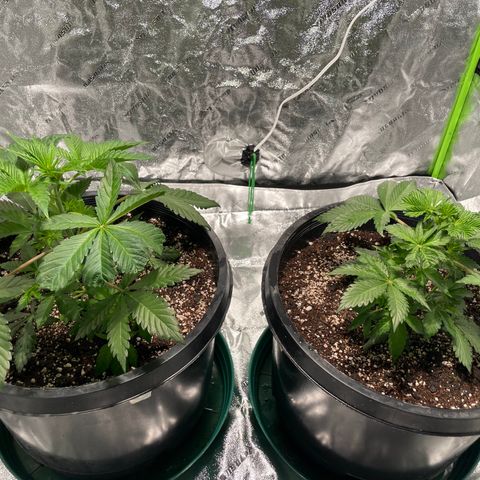 Mint Orbit #2 growlog timeline photo