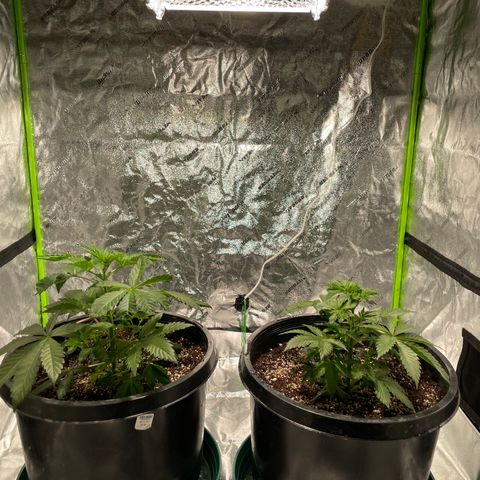 Mint Orbit #2 growlog timeline photo