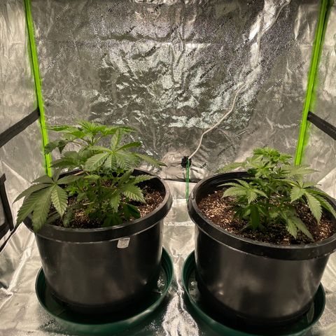 Mint Orbit #2 growlog timeline photo