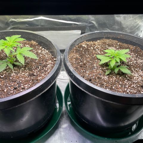 Mint Orbit #2 growlog timeline photo