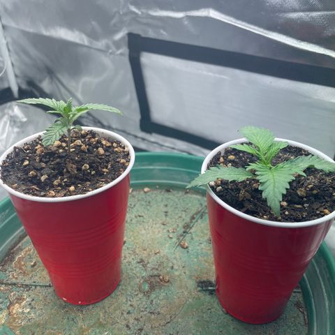 Mint Orbit #2 growlog timeline photo