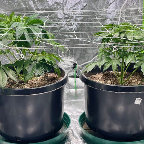 Mint Orbit #2 growlog timeline photo