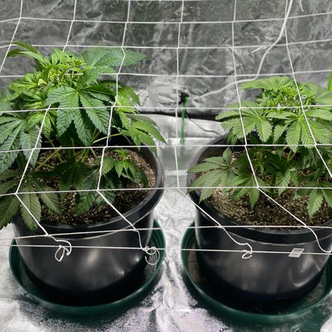 Mint Orbit #2 growlog timeline photo