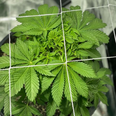 Mint Orbit #2 growlog timeline photo