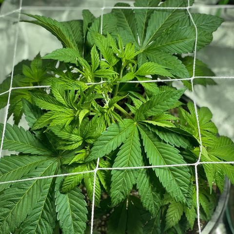 Mint Orbit #1 growlog timeline photo