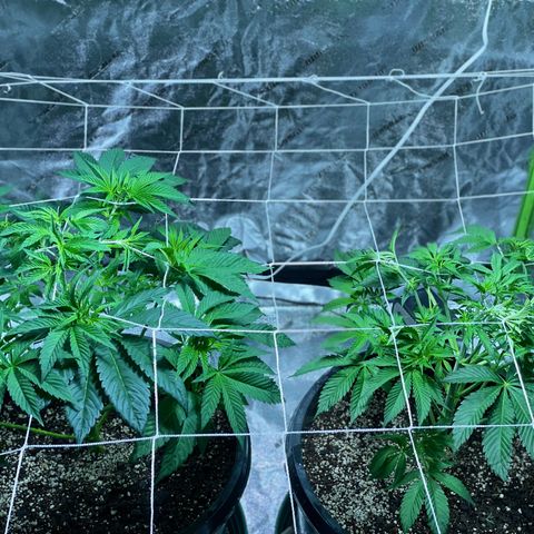 Mint Orbit #2 growlog timeline photo