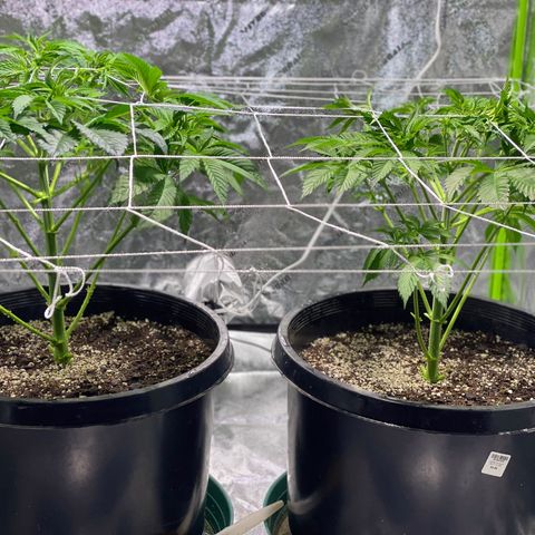 Mint Orbit #2 growlog timeline photo