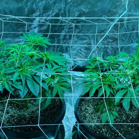 Mint Orbit #2 growlog timeline photo