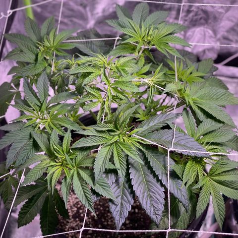 Mint Orbit #1 growlog timeline photo