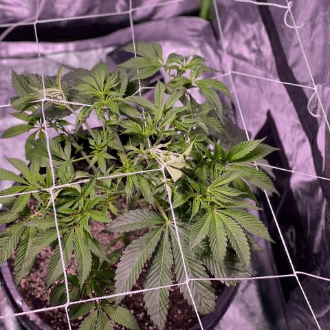 Mint Orbit #2 growlog timeline photo