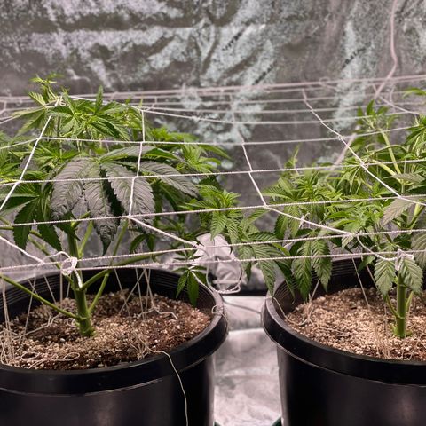 Mint Orbit #2 growlog timeline photo