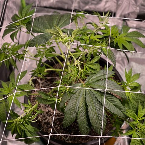 Mint Orbit #1 growlog timeline photo